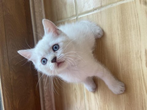 Scottish fold ve scottish straight yavrularim