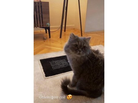 British longhair