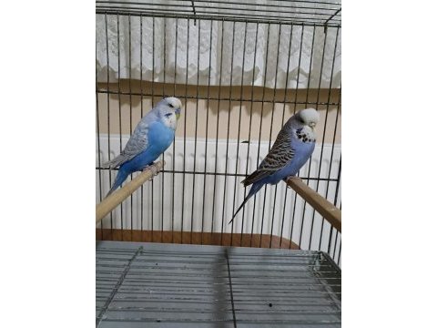Jumbo takım muhabbet kuşu