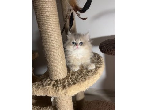 British longhair blue golden ay12 dişi