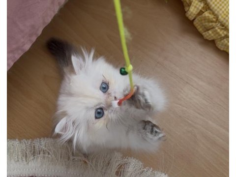 Safkan british longhair yavrular