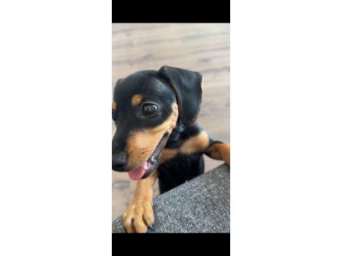 5 aylık sosis köpek dachshund sahiplendirilecektir