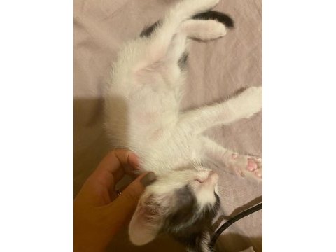 Acil annesi terk eden yavru kedimize yuva olur musunuz?