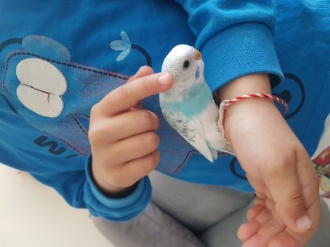 Yeni yeme düşmüş muhabbet kuşlarım