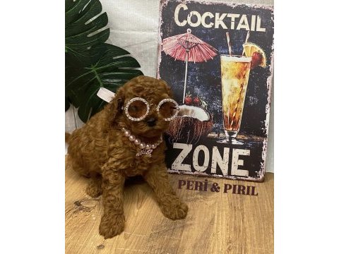 Kore poodle yavruları