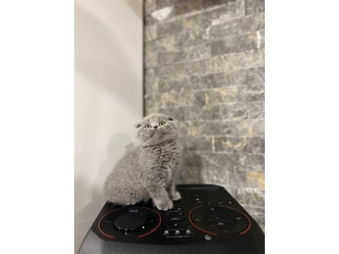 Dünya tatlısı scottish fold yavrularımız 