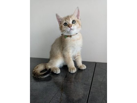 British shorthair golden erkek