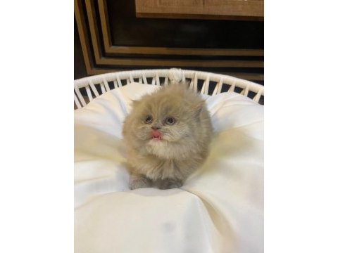 2 aylık lilac top kafa british longhair