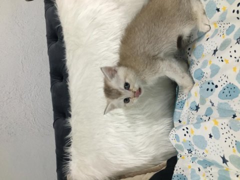 2 aylık 3 erkek bir dişi oyuncu yavrular scottish fold