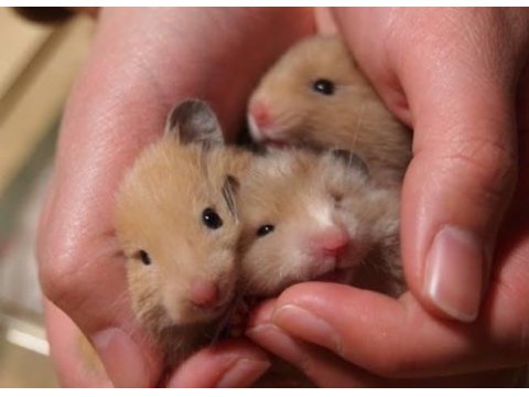 Çok tatlı minicik suriye hamster adana