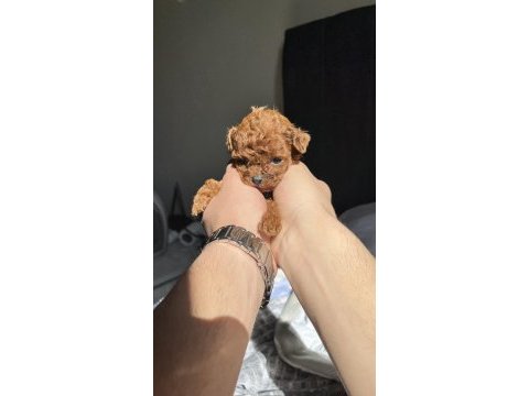 Kore red brown toy poodle