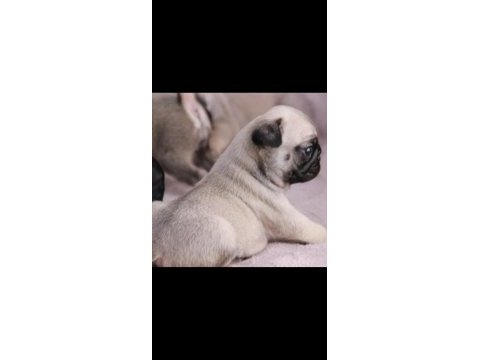 Köpekte kalite asla tesadüf değildir
