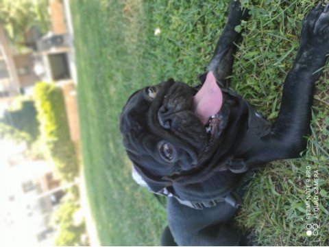 Siyah erkek pug
