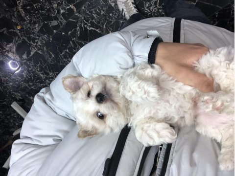 Maltipoo bebekler