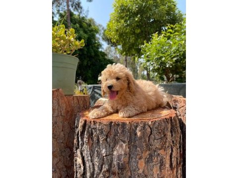Kg garantili karma aşıları yapılmış poodle yavrularımız