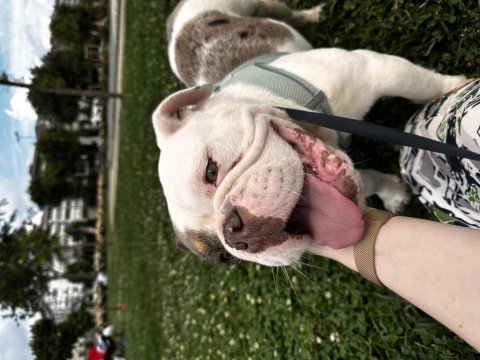 English bulldog egzotik tri merle