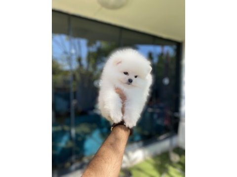 Pomeranian yavrularımız