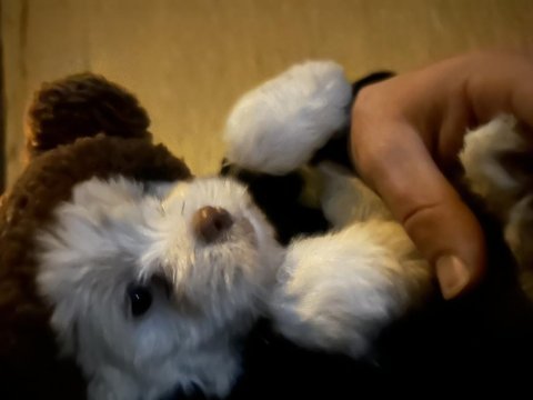 3 aylık maltipoo oğlumuz sahibini bekliyor