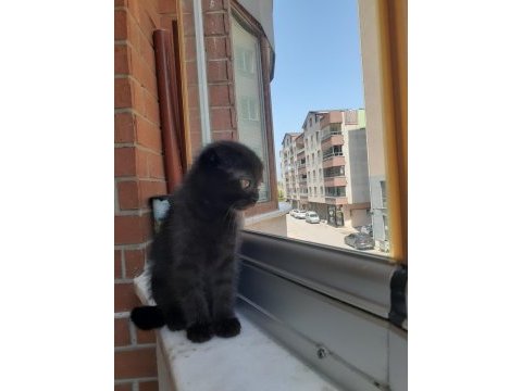 Dişi tek kalan yavru scottish fold