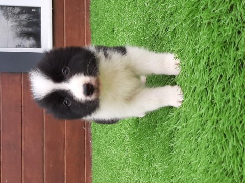 Ruhsatli çiflikten özel border collie yavruları 