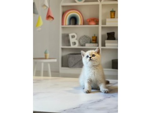 A kalite brıtısh shorthair yavrularım 