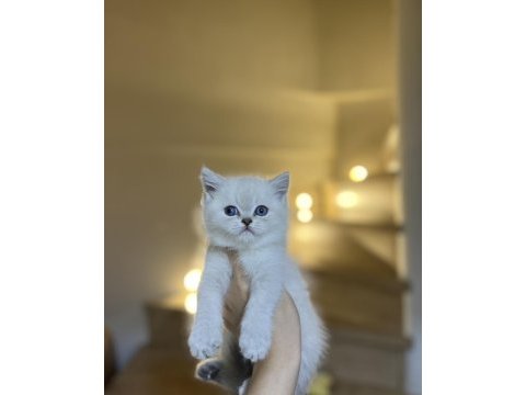 Teslime hazır brıtısh shorthair yavrularım 