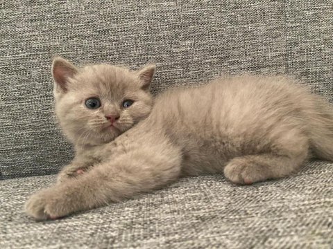 British shorthair yavrular dişi ve erkek mevcut uygun
