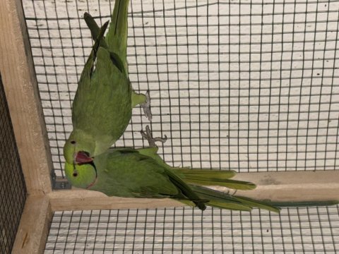 Pakistan papağanı çift