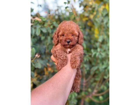Cep boy toy poodle yavrularım
