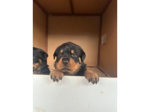 Koca kafa rottweiler yavrular