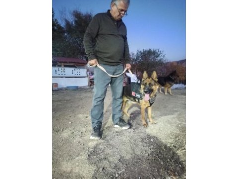 Safkan alman kurdu yavruları