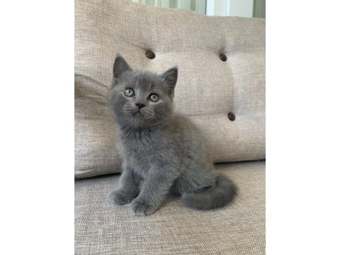 Kedi erkek british shorthair