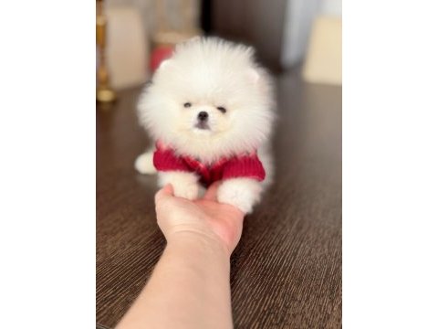 2 teacup pomeranian ayıcıklar