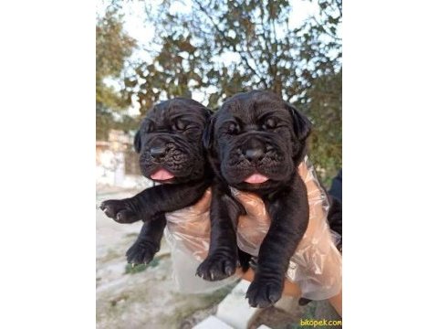 Ev ve bahçeniz için cane corso kapıda ödeme mevcuttur