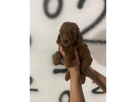 Red brown poodle yavrularım orijinal
