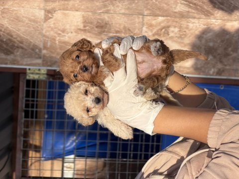Maltipoo bebeklerimiz 