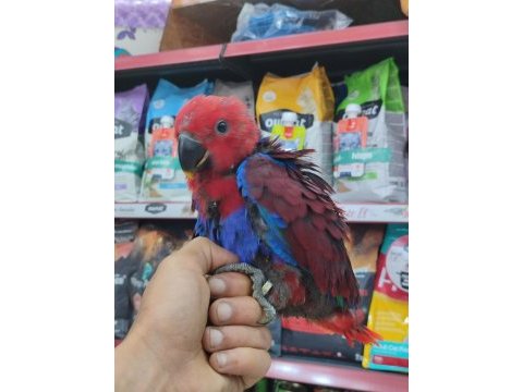 El besleme eclectus bordo-mavi