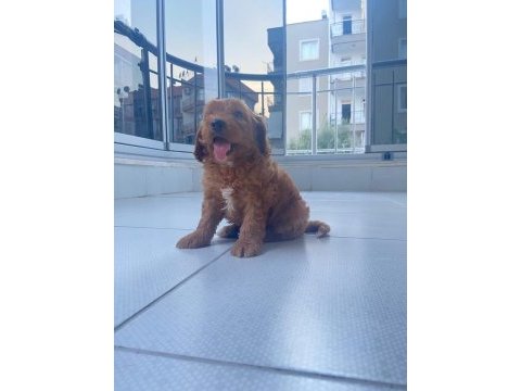 Irk ve sağlık garanti maltipoo yavrumuz