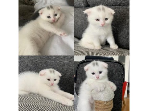 1.5 aylık scottish fold bebekler yuva arıyor