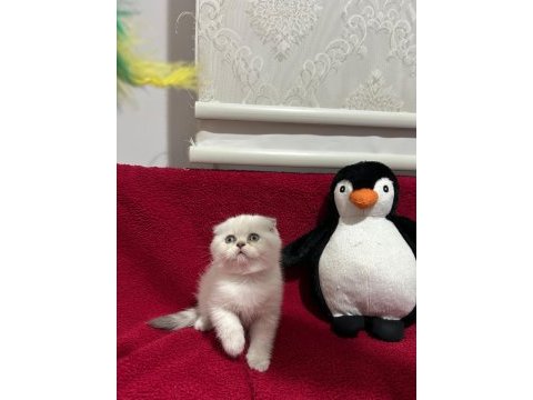 Scottish ve british shorthair yavrular
