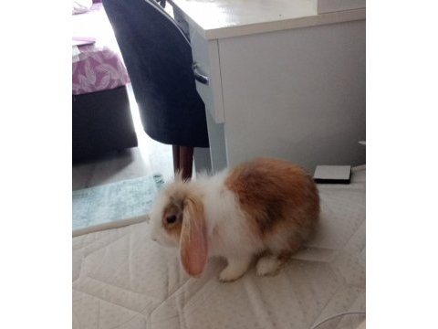 Hollanda lop tavşanı