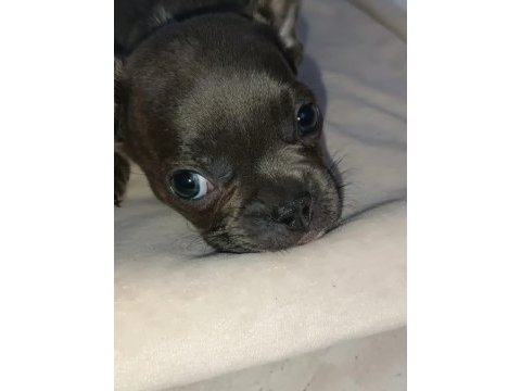 60 günlük erkek french bulldog