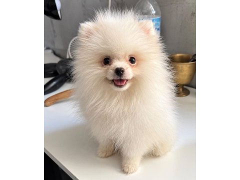 Orijinal pomeranian boo dişi yavru