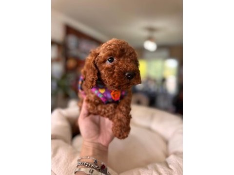 En akıllı apartman köpeği secereli toy poodle