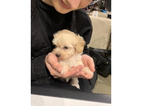 0 boy maltipoo