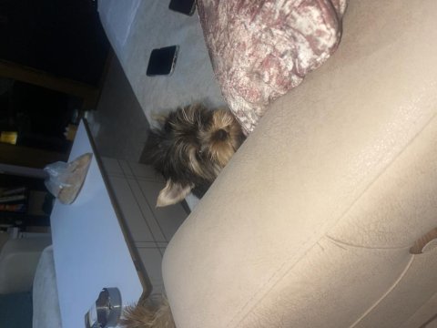Yorkshire terrier mini mini minikler