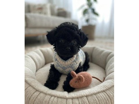 Toy poodle minik köpekler