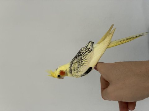 Yavru sultan papağanı
