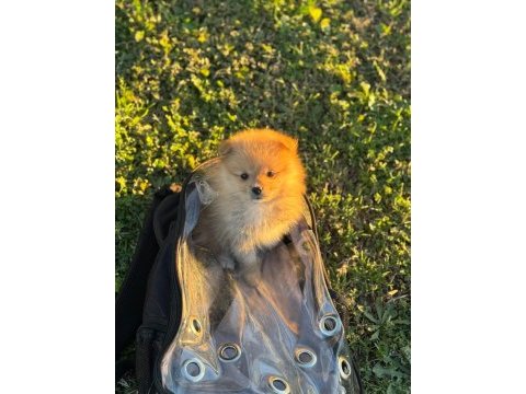 Pomeranian boo yavru
