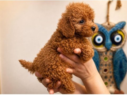 Red toy ve micro poodle yavruları aşılı sağlıklı
